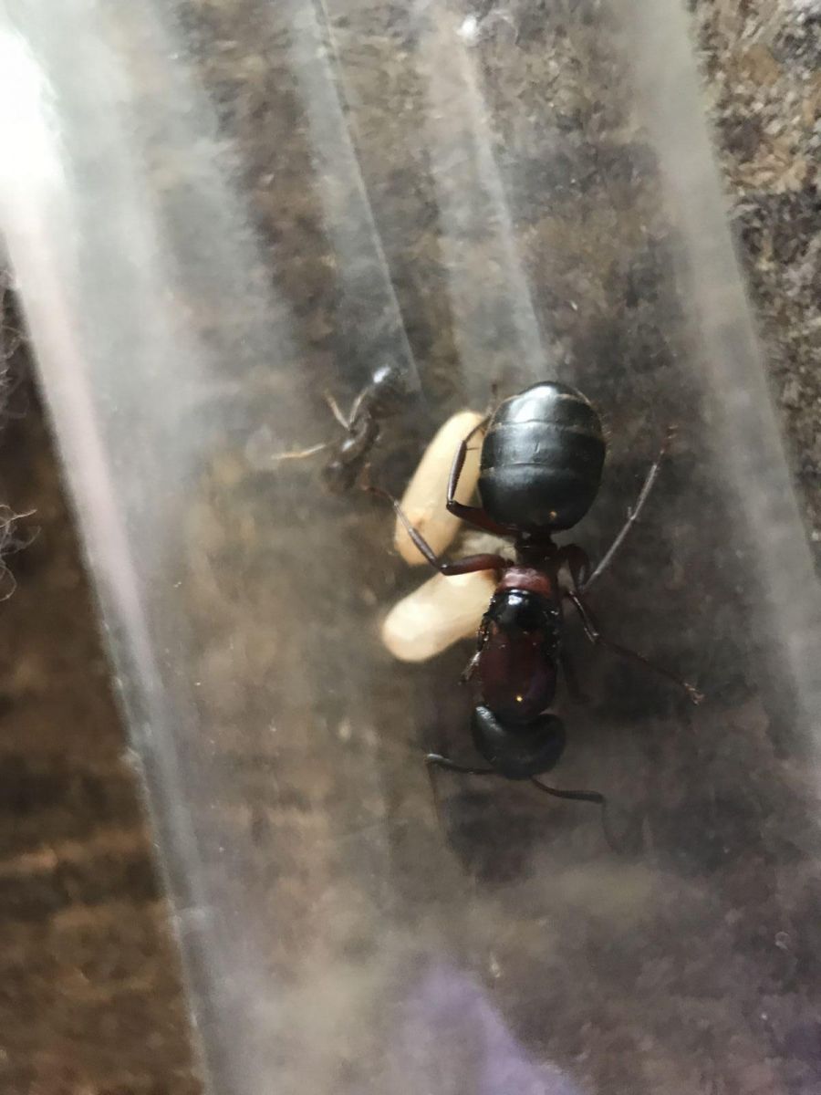 Camponotus queen 1