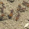 Aphaenogaster Tennesseensis workers exploring outworld