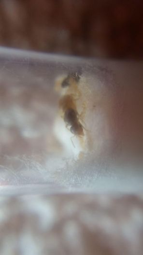 lasius sp 2