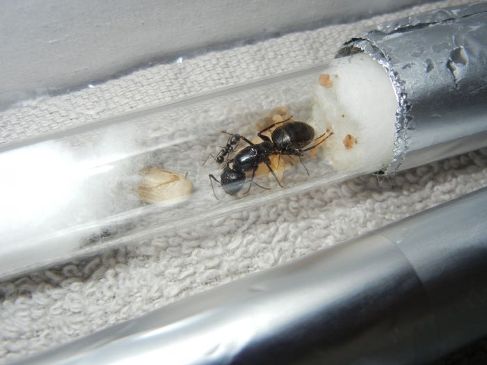 Camponotus