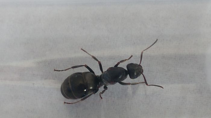 Unknown species - F. Fusca?