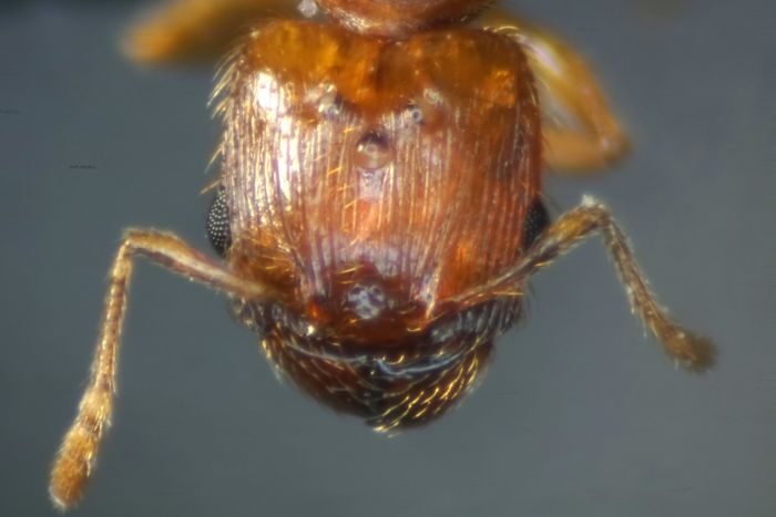 female 03