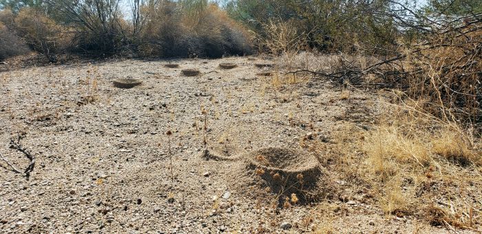 Acromyrmex versicolor nests   Summit Road, Mojave Desert 1