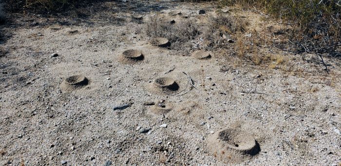 Acromyrmex versicolor nests   Summit Road, Mojave Desert 2