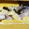 Camponotus Novaeborencis brood