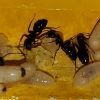 Camponotus Novaeborencis egg cluster