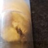 Lasius Neoniger Queen 2