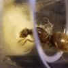 Lasius Neoniger Queen 1