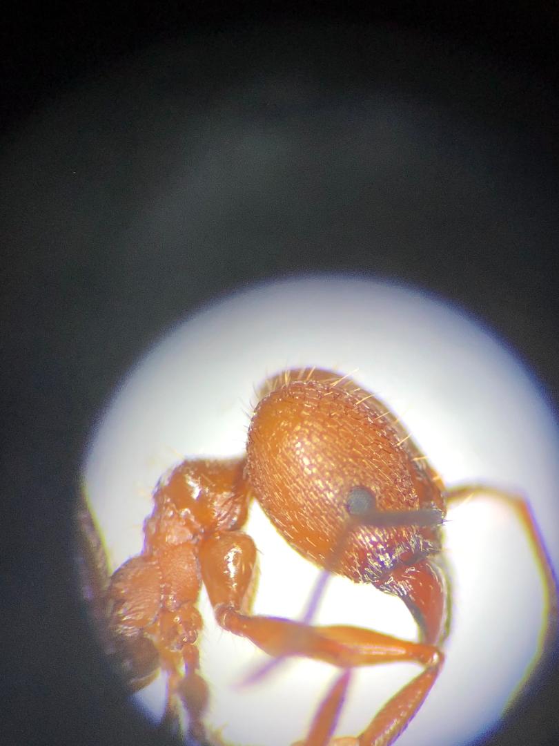 Pheidole major