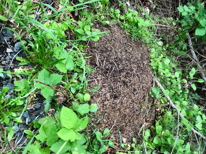 Ant Mound