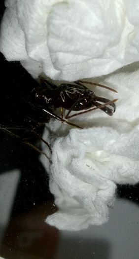 Odontomachus Simillimus Queen