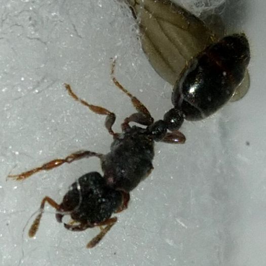 Tetramorium/Volenhovia Queen