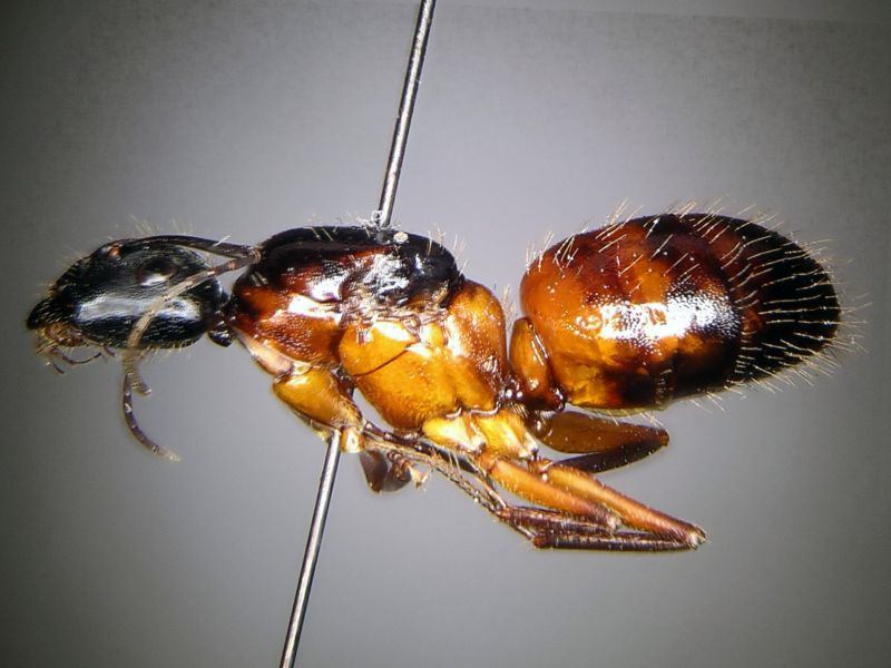 female 01