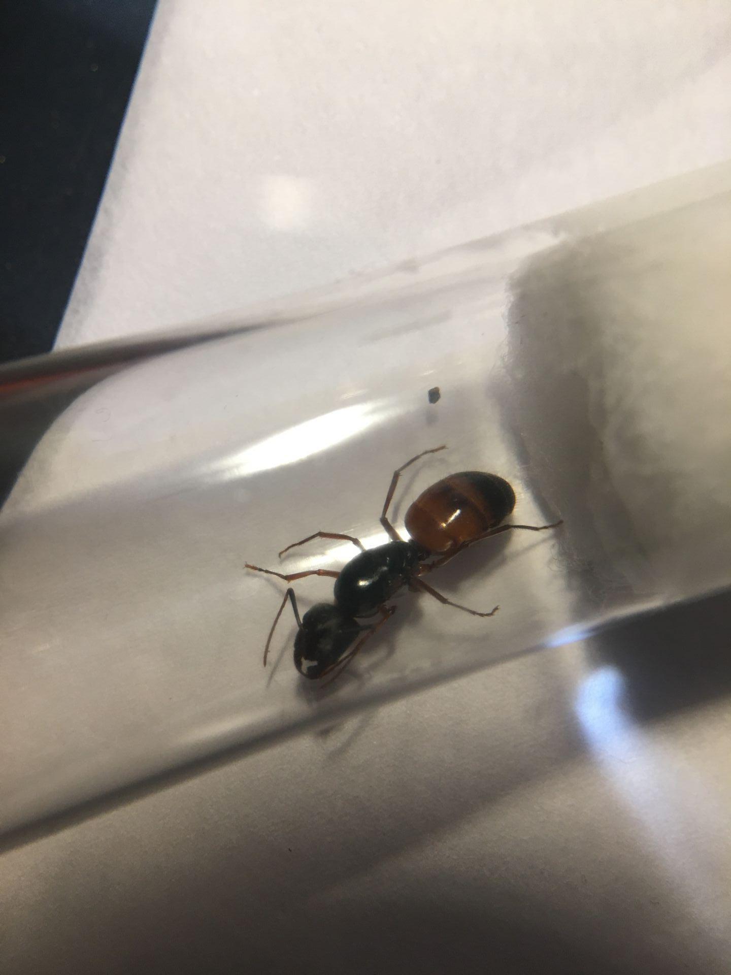 Camponotus