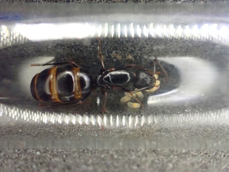 Camponotus vicinus queen 2