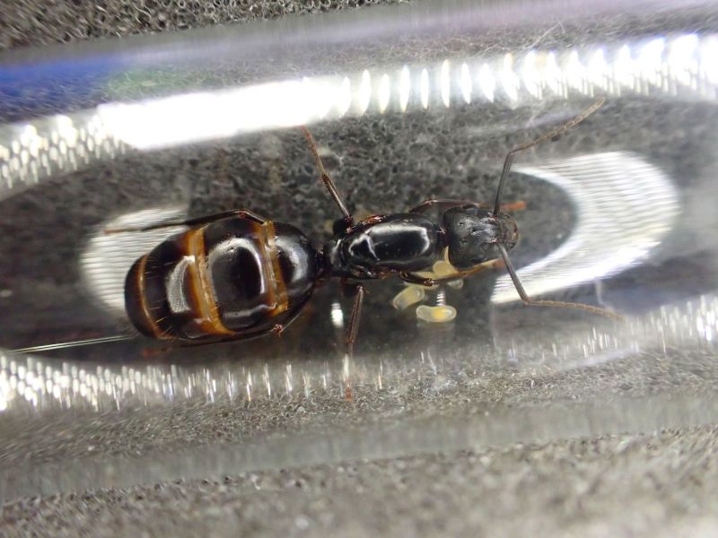 Camponotus vicinus queen