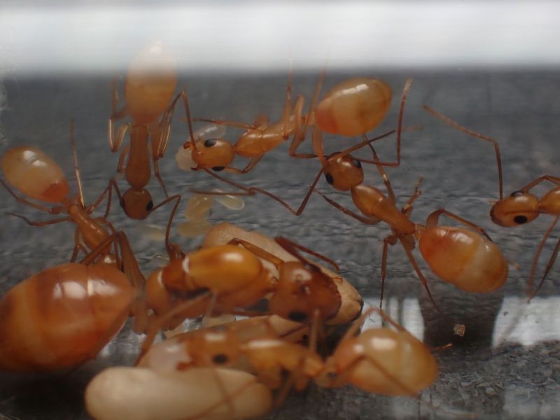 Camponotus fragilis colony 3