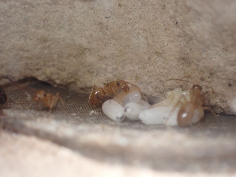 Camponotus semitestaceus 1