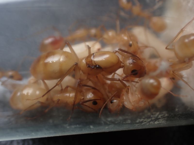 Camponotus fragilis 6