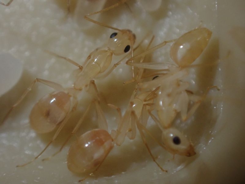 Camponotus fragilis 2