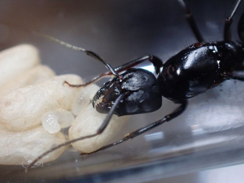 Camponotus vicinus 2