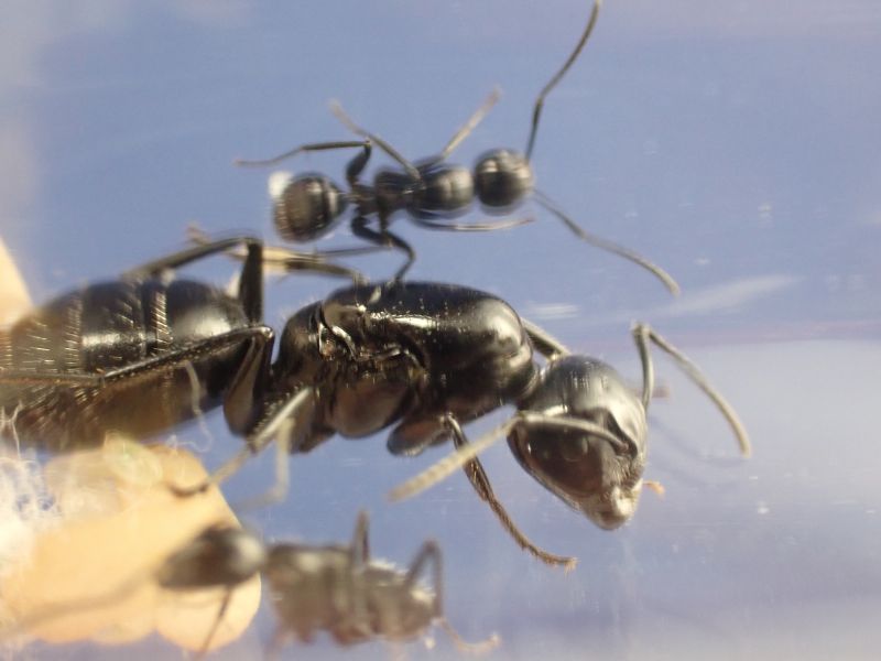 Camponotus laevigatus colony 1 (2)