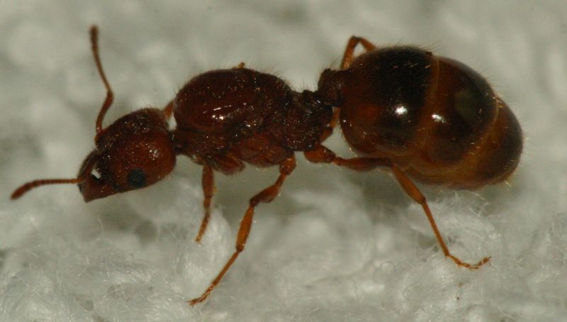 Large orange banded Pheidole queen 7.5 mm