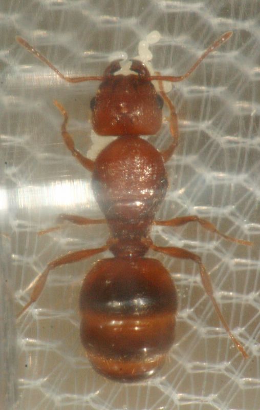 Large orange banded Pheidole queen 7.5 mm with eggs