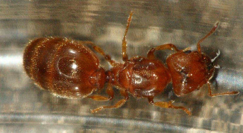 Medium orange Pheidole queen (5.25 mm)