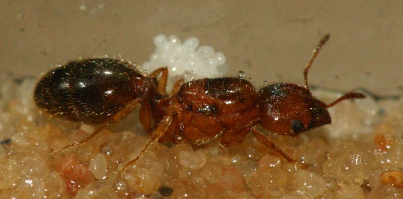 Smaller (5 mm) Pheidole bicolored brown/red queen with eggs