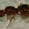 Large orange banded Pheidole queen 7.5 mm