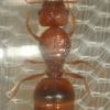 Large orange banded Pheidole queen 7.5 mm with eggs