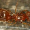 Medium orange Pheidole queen (5.25 mm)