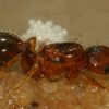 Smaller (5 mm) Pheidole bicolored brown/red queen with eggs