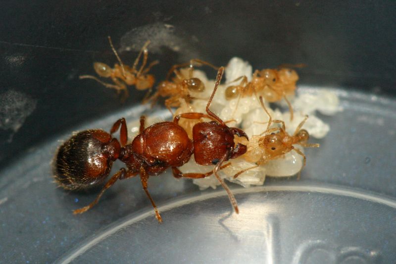 unid pheidole brood