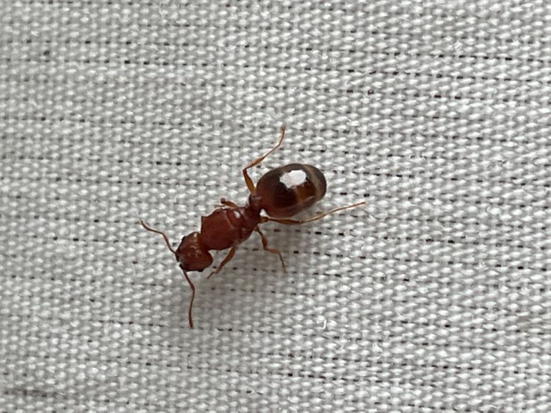 pheidole dentata from light