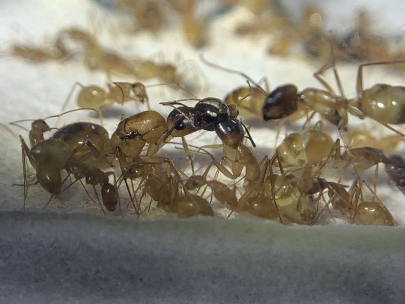1-4 Camponotus festinatus 2