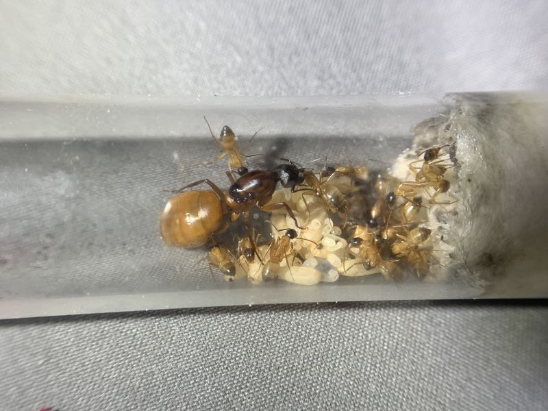 1-4 Camponotus sp. 1