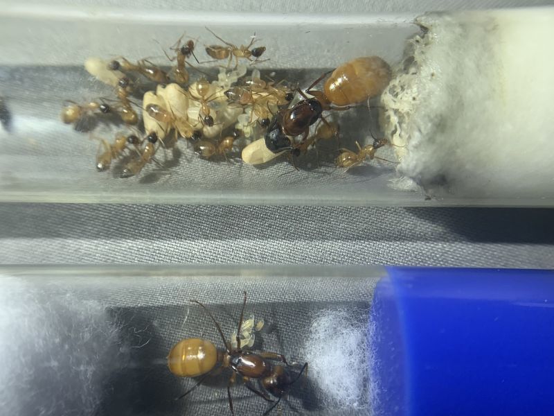 1-4 Camponotus ocreatus And Camponotus sp.