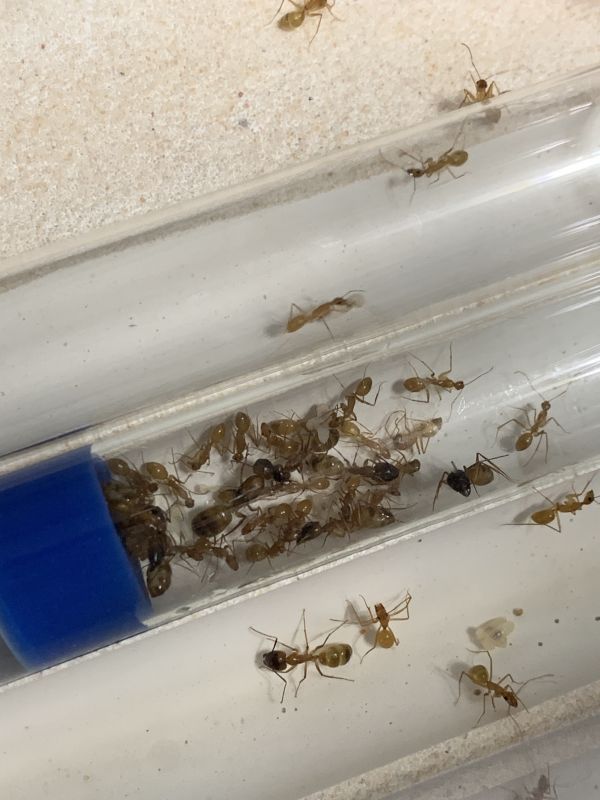 1-4 Camponotus festinatus 1