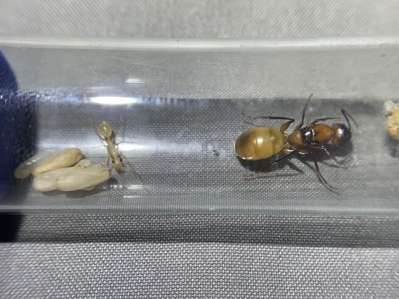 5 Camponotus ocreatus