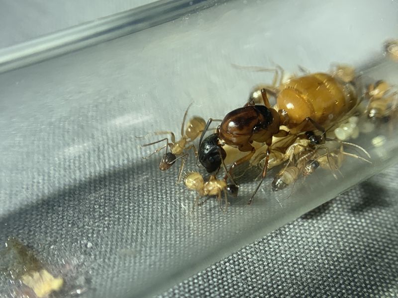1-4 Camponotus sp. 3