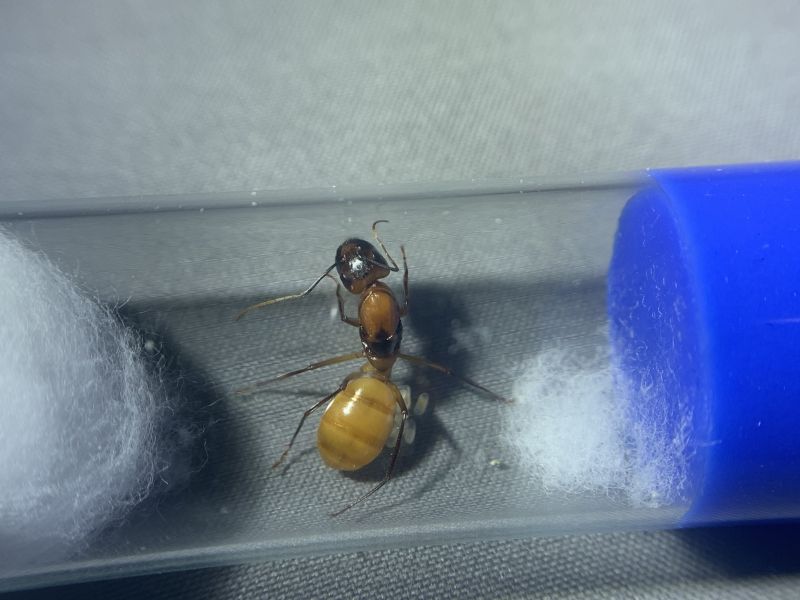 1-4 Camponotus ocreatus