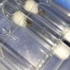 Prenolepis imparis Queens in test tubes 4/30