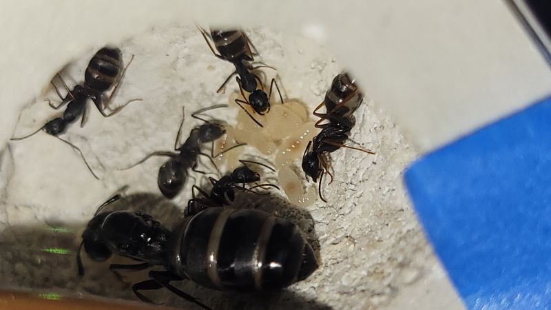 small colony brood 4/7/2022