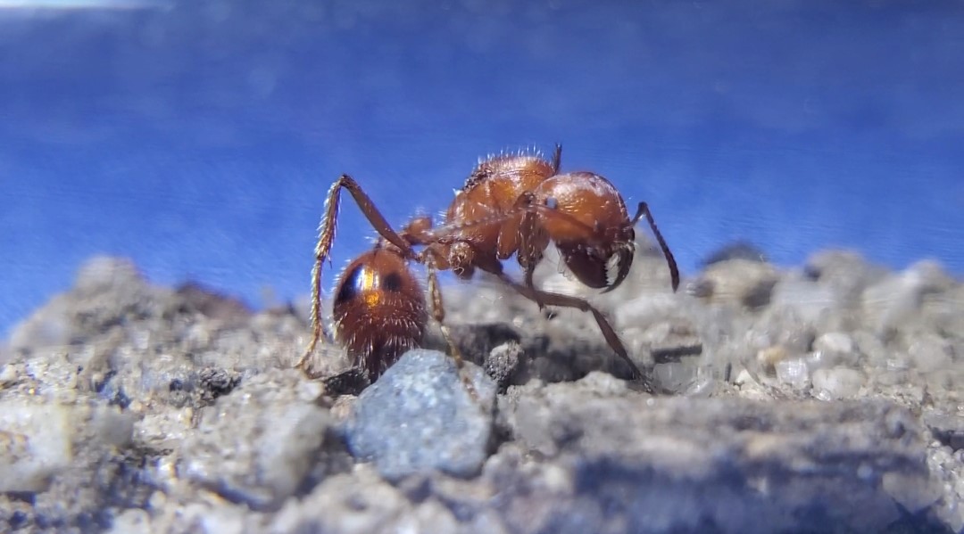 Pogonomyrmex ca5