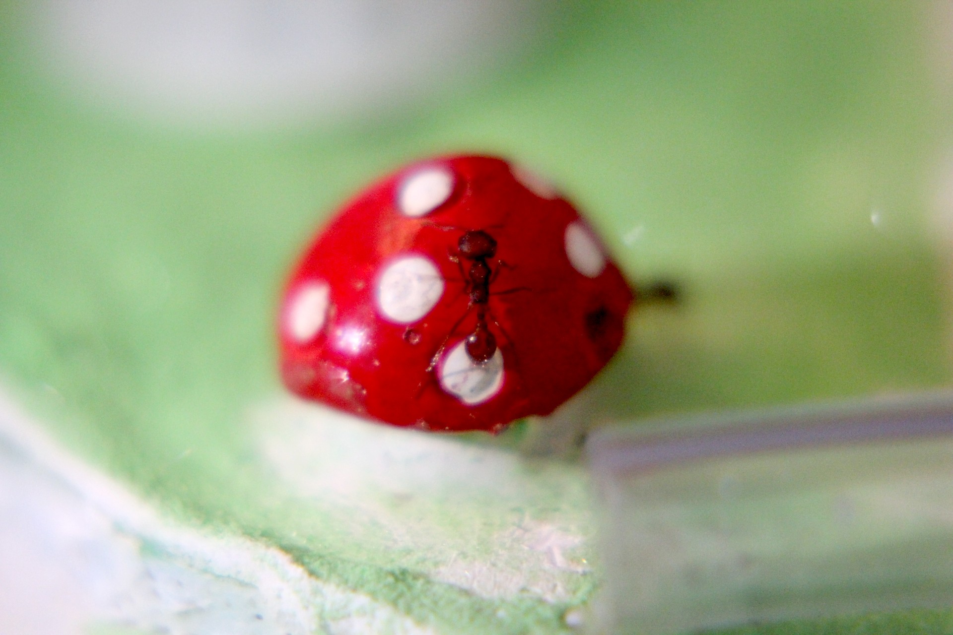 PogoShroom