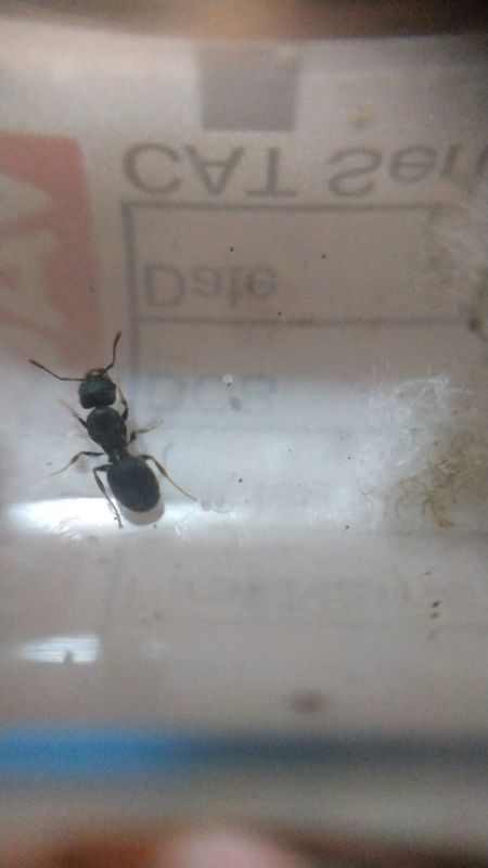 Pheidole Tazita Mini