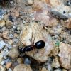 Camponotus cf arrogans queen