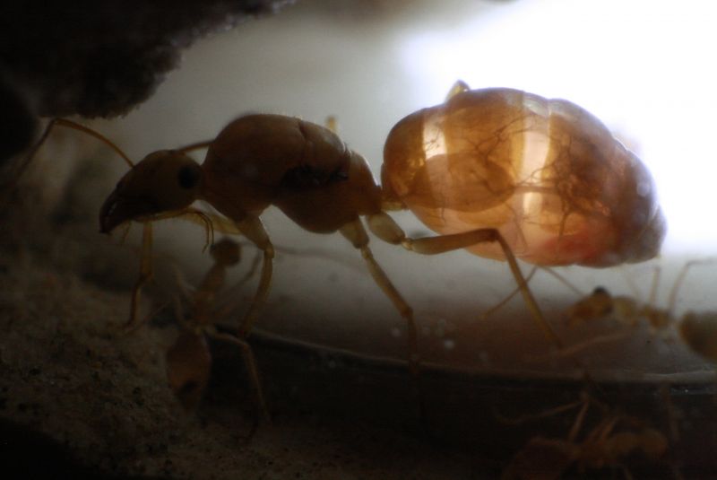 Myrmecocystus mexicanus lighting 1